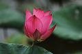 IMG-20190626-WA0003