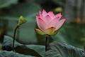 IMG-20190626-WA0004