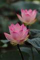 IMG-20190626-WA0006