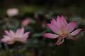 IMG-20190626-WA0007