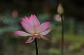 IMG-20190626-WA0008
