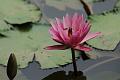 IMG-20190626-WA0010