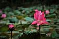IMG-20190626-WA0077