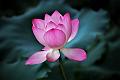 IMG-20190626-WA0115
