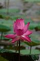 IMG-20190626-WA0151