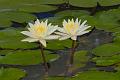 IMG-20190627-WA0026