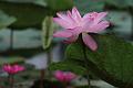 IMG-20190630-WA0000