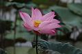 IMG-20190630-WA0005