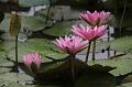 IMG-20190630-WA0007