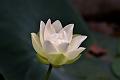 IMG-20190630-WA0013
