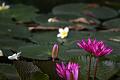 IMG-20190630-WA0027