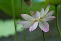 IMG-20240624-WA0092