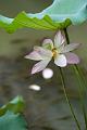 IMG-20240624-WA0095
