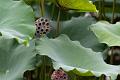IMG-20240624-WA0101