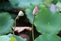 IMG-20240624-WA0102