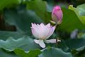 IMG-20240624-WA0103