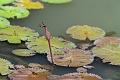 IMG-20240624-WA0106