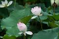 IMG-20240624-WA0110