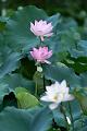 IMG-20240625-WA0130