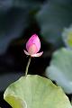 IMG-20240625-WA0132