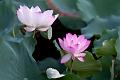 IMG-20240625-WA0135