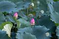IMG-20240625-WA0136