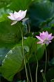 IMG-20240625-WA0139