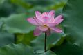 IMG-20240625-WA0142