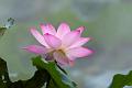 IMG-20240625-WA0143