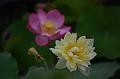 IMG-20240625-WA0188