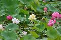 IMG-20240625-WA0189