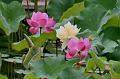IMG-20240625-WA0190