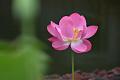 IMG-20240625-WA0191
