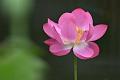 IMG-20240627-WA0005