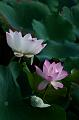 IMG-20240627-WA0042