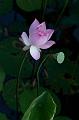 IMG-20240627-WA0049