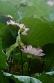 IMG-20240627-WA0058