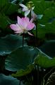 IMG-20240627-WA0066