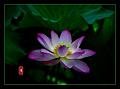 IMG-20240629-WA0001