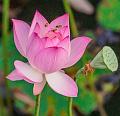 IMG-20240629-WA0005
