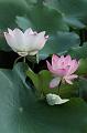 IMG-20240630-WA0001