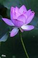 IMG-20240702-WA0000