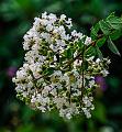 IMG-20230626-WA0011