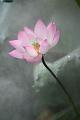 IMG-20250630-WA0118