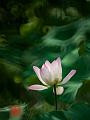 IMG-20250701-WA0001