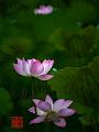 IMG-20250701-WA0007