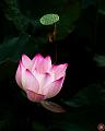 IMG-20250701-WA0009