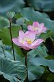 IMG-20250701-WA0011