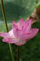 IMG-20250701-WA0111