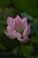 IMG-20250701-WA0112